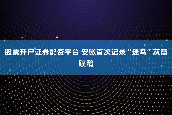 股票开户证券配资平台 安徽首次记录“迷鸟”灰瓣蹼鹬